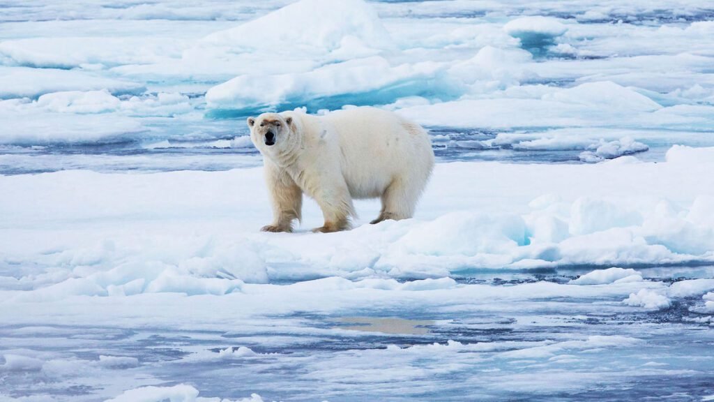 G Adventures Revives Exciting Arctic Cruise Adventures G adventures revives exciting arctic cruise adventures