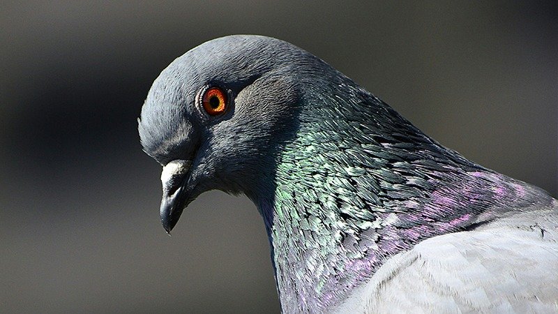 Pigeon Hijinks: Chaos in the Skies Pigeon hijinks: chaos in the skies