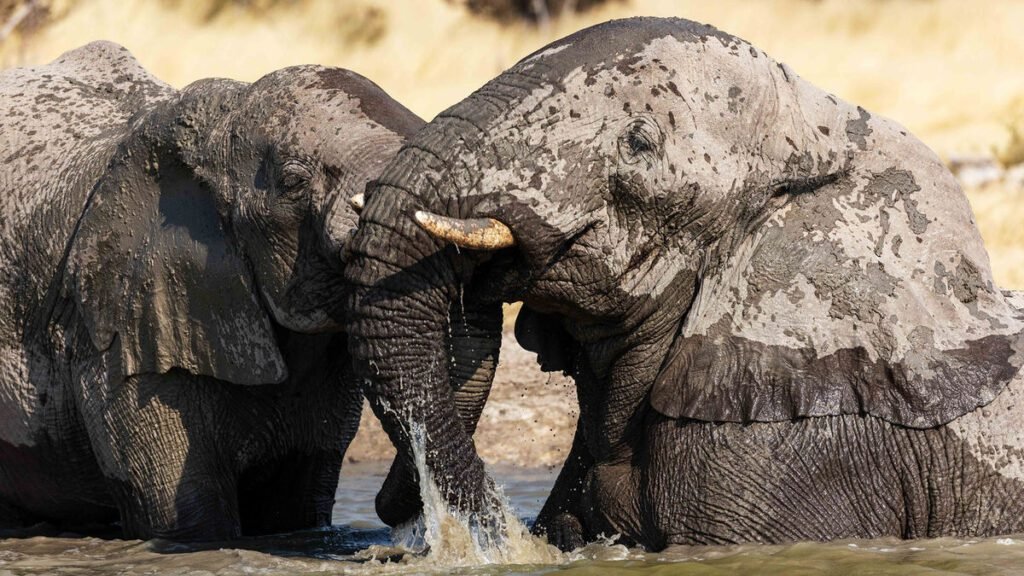 Adventure Awaits at Namibia’s Etosha Heights Private Reserve