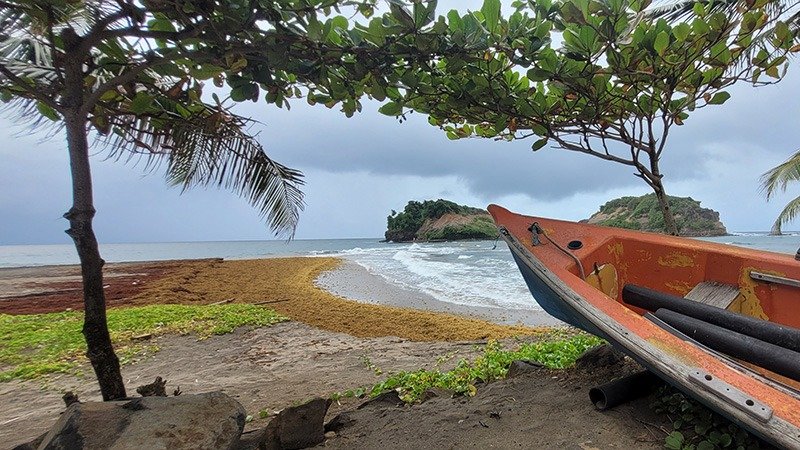 Caribbean Seaweed Crisis: Unraveling the Sargassum Challenge