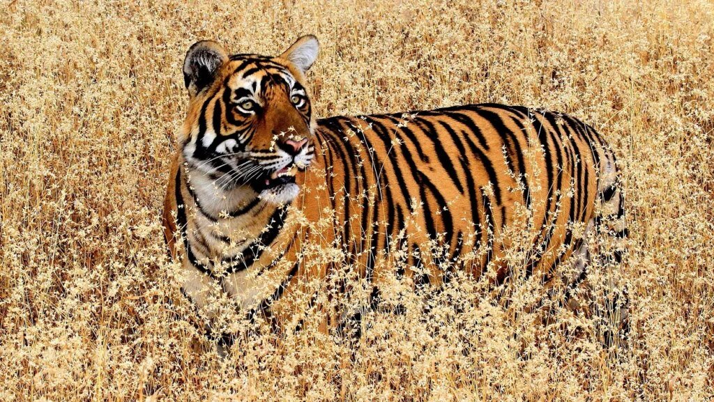Top 10 Unforgettable Wildlife Adventures Around the Globe
