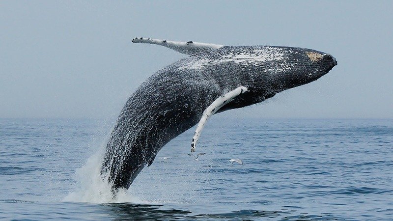 Virginia Beach Surges with Excitement Following Atlantic Park Launch