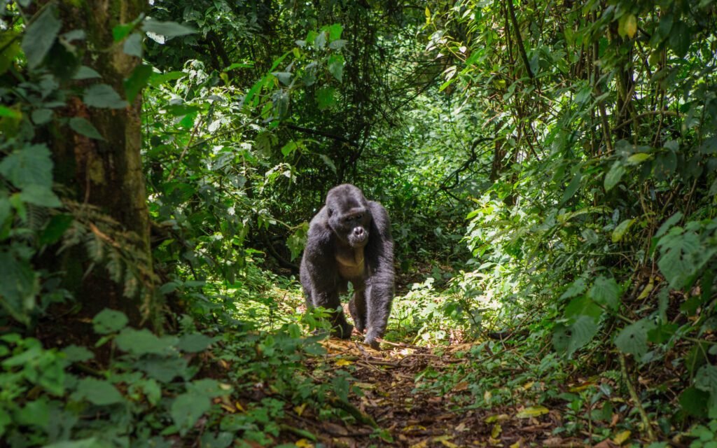 Uganda Unveiled: Gorilla Trekking, Chimp Encounters, and Epic Safaris