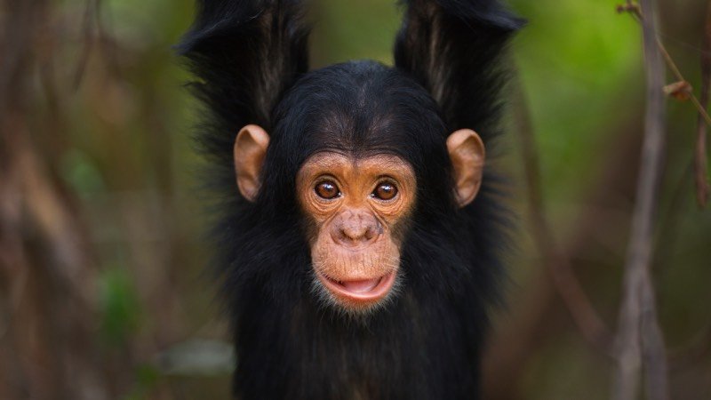 Elevating Travel Advisor Day: Exclusive Incentives from African Travel Inc.