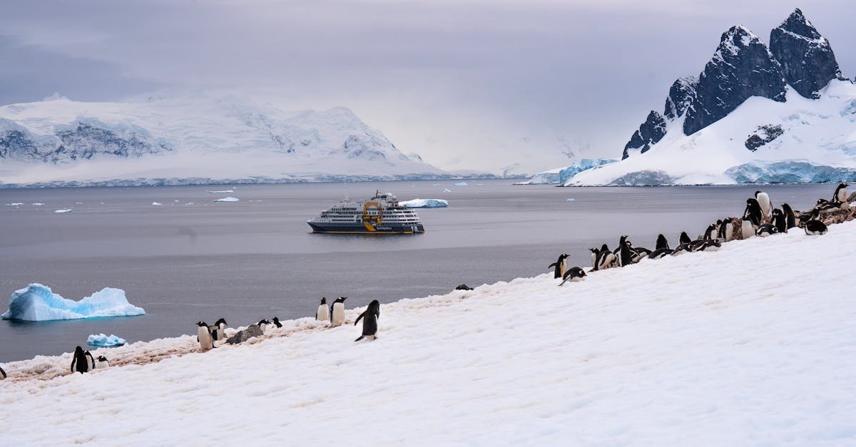 antarctic cruise