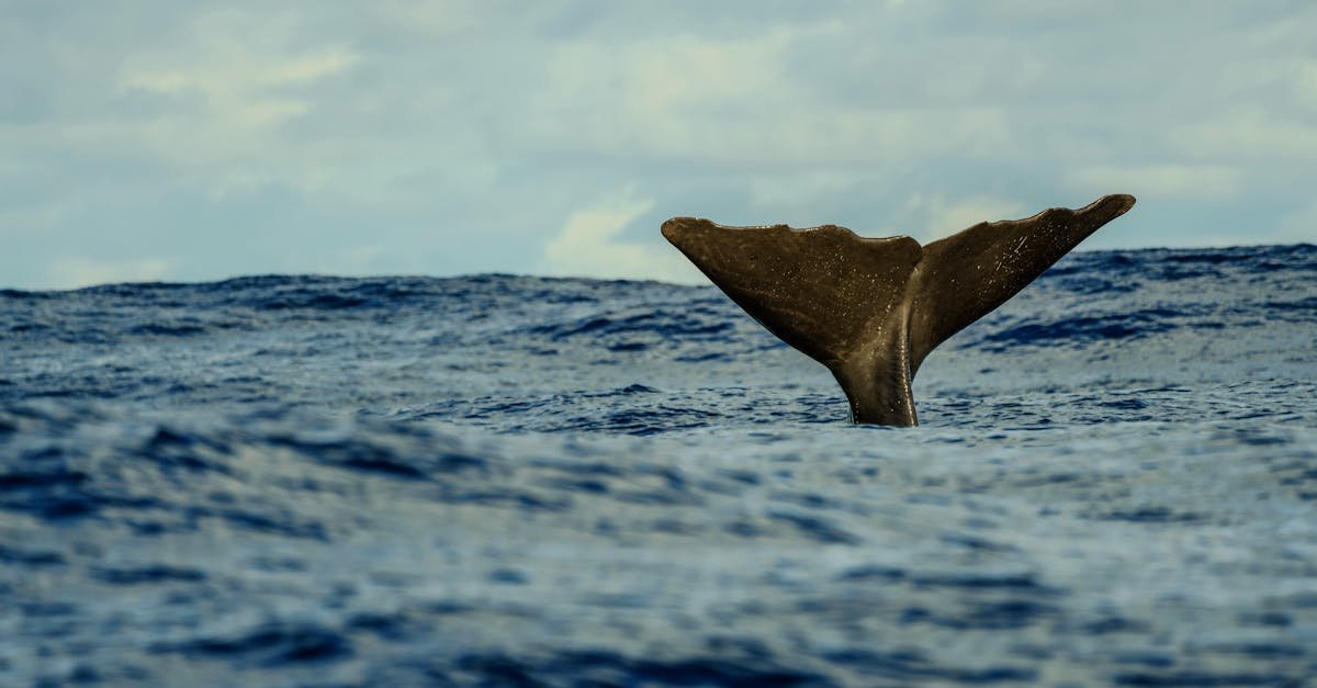 The Marine Conservation Centre nurturing corals, depicting advanced marine conservation efforts