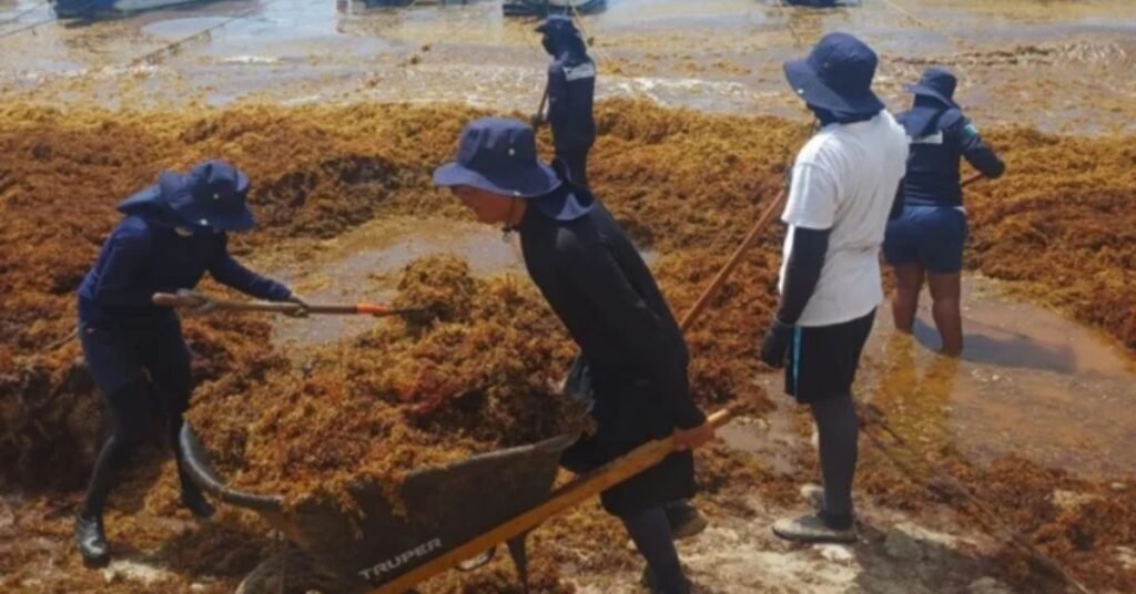 Mexican Navy Deploys 13 Vessels to Combat Massive Sargassum Seaweed Crisis
